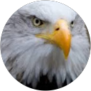 Elhadi Benchabane profile picture